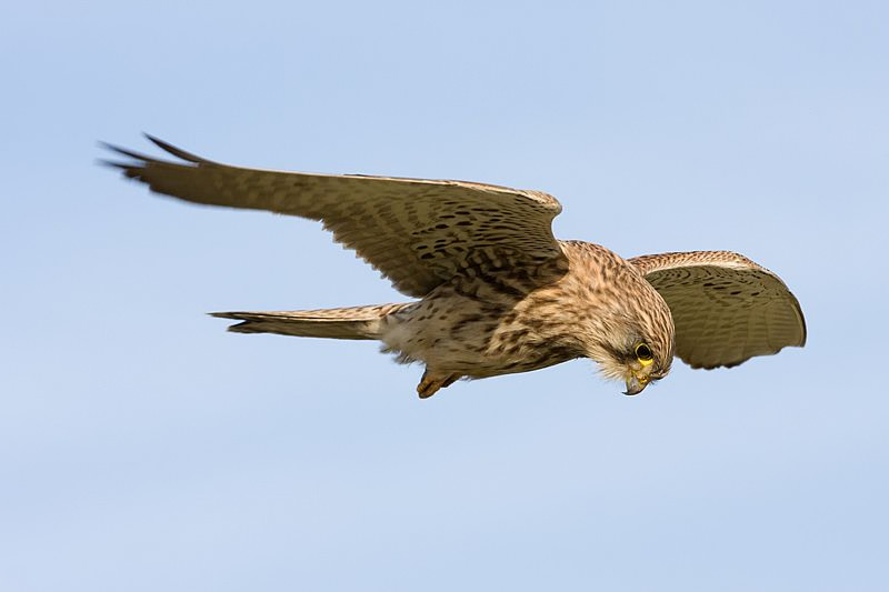 Falco tinnunculus Torenvalk Common Kestrel